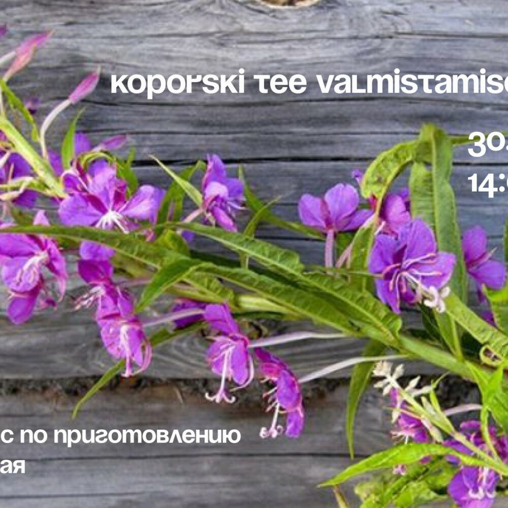 Koporski tee valmistamise töötuba ⎜Kreenholmi aed