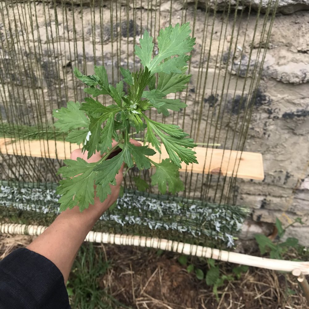 Vineta Gailite | Kreenholm Plants