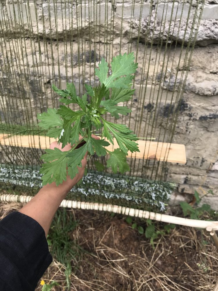 Vineta Gailite | Kreenholm Plants