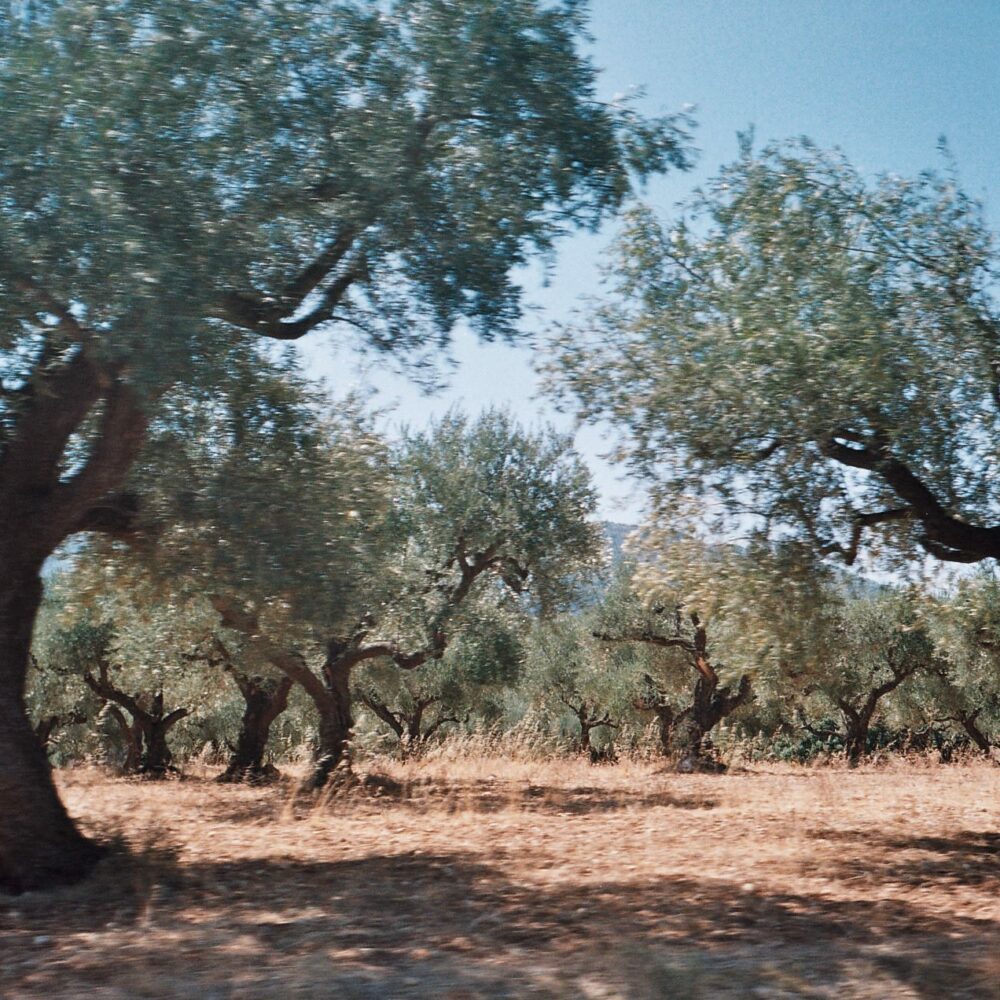 <strong>Vegan Kreeka õhtusöök Narvas</strong>